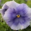 Pansy Viola wittrockiana Crown 'Azure'