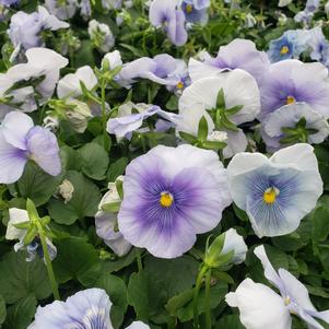 Pansy Viola wittrockiana Crown 'Azure'