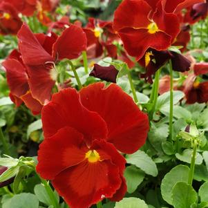 Pansy Viola wittrockiana Delta 'Pure Red'