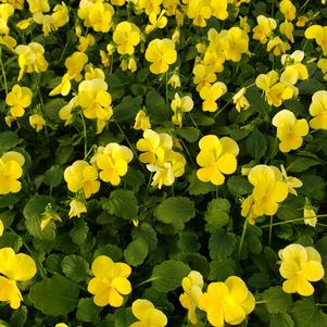 Viola cornuta Penny 'Clear Yellow'