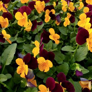 Viola cornuta Penny 'Orange Jump Up'