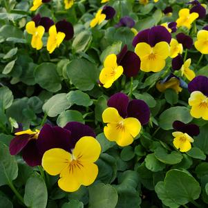 Viola cornuta Penny 'Yellow Jump Up'