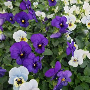 Viola cornuta Sorbet 'Cool Water Mix'