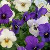 Viola cornuta Sorbet 'Ocean Breeze Mix'