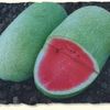 Vegetable Watermelon 'Charleston Gray'