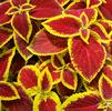 Coleus hybridus Wizard 'Scarlet'