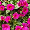 Calibrachoa hybrid Callie 'Rose'