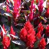 Celosia plumosa Look 'New Look'