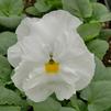 Pansy Viola wittrockiana Colossus 'White'