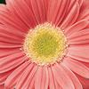 Gerbera Daisy