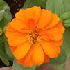 Zinnia elegans Magellan 'Orange'