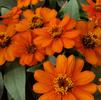 Zinnia hybrida Profusion 'Fire'