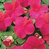 Impatiens walleriana Super Elfin 'Lipstick'