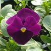 Pansy