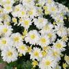 Chrysanthemum Bertha 'White'