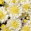 Chrysanthemum Jacqueline 'Pearl'