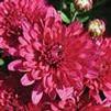 Chrysanthemum Wanda 'Purple'