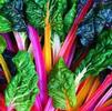 Ornamental Swiss Chard 'Bright Lights'