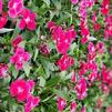 Dianthus interspecific Ideal Select 'Red'