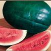 Vegetable Watermelon 'Black Diamond'