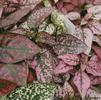 Hypoestes sanguinolenta Splash 'Mix'