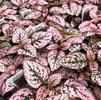 Hypoestes sanguinolenta Splash 'Pink'