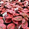 Hypoestes sanguinolenta Splash 'Red'