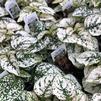 Hypoestes sanguinolenta Splash 'White'