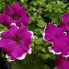 Single Grandiflora Petunia