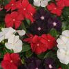 Vinca Catharanthus roseus Tattoo 'American Pie Mix'