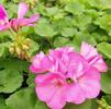 Geranium Pelargonium zonale Americana 'Pink'