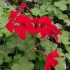 Geranium Pelargonium interspecific Caliente 'Fire'