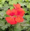 Geranium Pelargonium interspecific Caliente 'Orange'