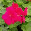 Geranium Pelargonium interspecific Calliope 'Medium Hot Pink'