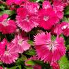 Dianthus interspecific Ideal Select 'Rose'