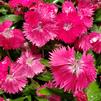 Dianthus