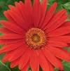 Gerbera Daisy