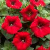 Petunia hybrida Sanguna 'Red'