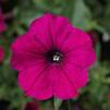 Petunia hybrida Sanguna 'Purple'