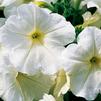 Petunia hybrida Sanguna 'White Pearl'