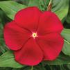 Vinca Catharanthus roseus Cora 'Red'