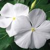 Vinca Catharanthus roseus Cora 'White'