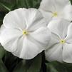 Vinca Catharanthus roseus SunStorm 'Pure White'