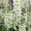 Angelonia angustifolia Serena 'White'