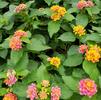 Lantana camara 'Irene'