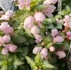 Lamium maculatum 'Pink Pewter'