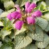 Lamium maculatum 'Purple Dragon'