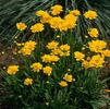 Coreopsis grandiflora 'Early Sunrise'