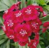 Dianthus barbatus Barbarini 'Red'