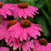 Echinacea purpurea PowWow 'Wild Berry'